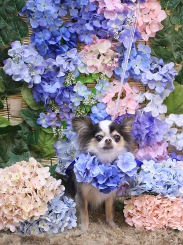 20250613ひめちゃん